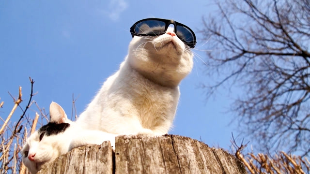 猫大叔戴着名牌墨镜晒太阳,看上去真是好帅啊