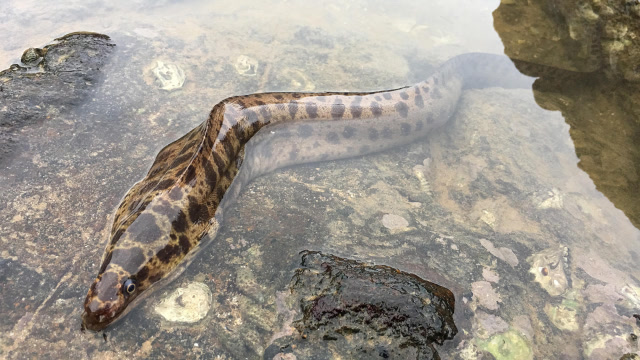 生猛大海货?闲牛直接徒手抓起来,好大的石鳗,这可是值钱货,爽
