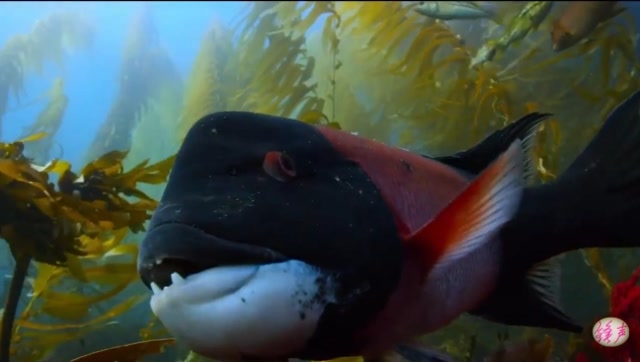 海胆的克星——美丽突额隆头鱼