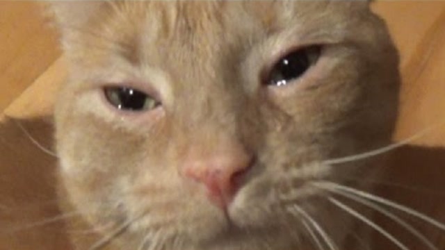 猫哭耗子真感情,老鼠死去橘猫伤心哭泣,镜头拍下感人画面!