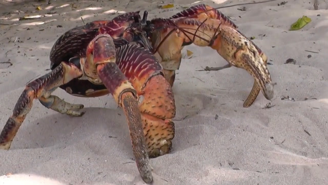 太可怕了,会开椰子的椰子蟹,一招就能夹开椰子!