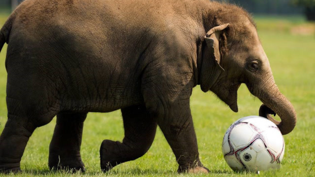 大象组团踢足球,球技着实让人称奇,网友:怕是梅西教出的徒弟?