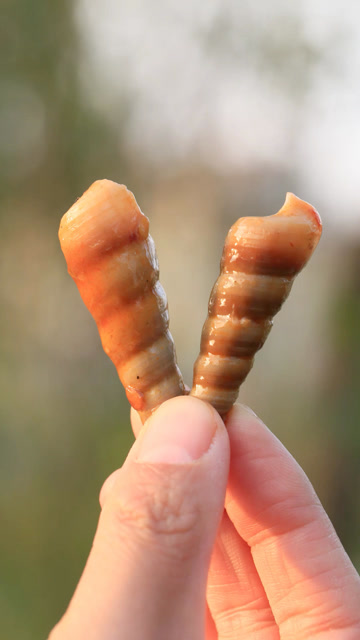 这种螺里有寄生虫吗?