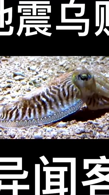地震乌贼 从深海中归来