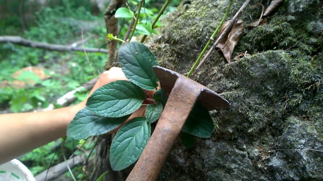 农村小伙采到到传说中的"石上莲",能卖几百一斤,发财了