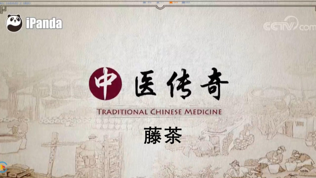 中医传奇-藤茶