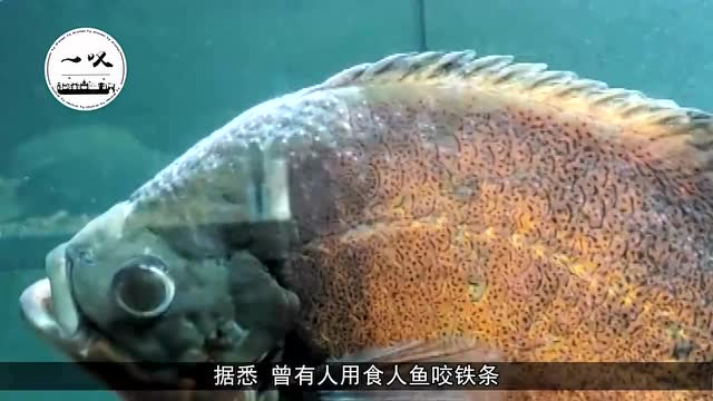 当清道夫碰上食人鱼谁才是鱼中之王