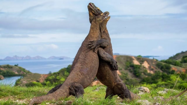 恐龙的后裔更加凶残威猛?同族互吃连幼崽也不放过