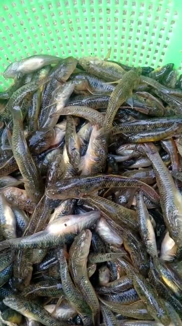 最好钓的傻瓜鱼,一条蚯蚓就能钓上好几条