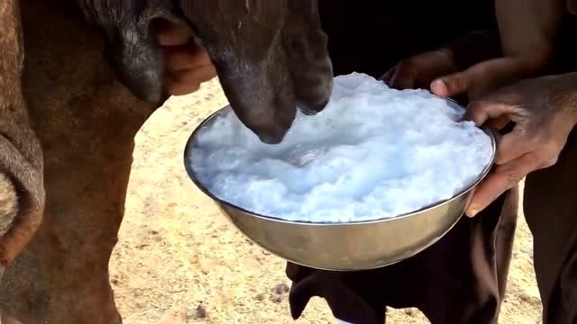 小伙给家人做早饭,挤骆驼奶当牛奶,营养高好多啊