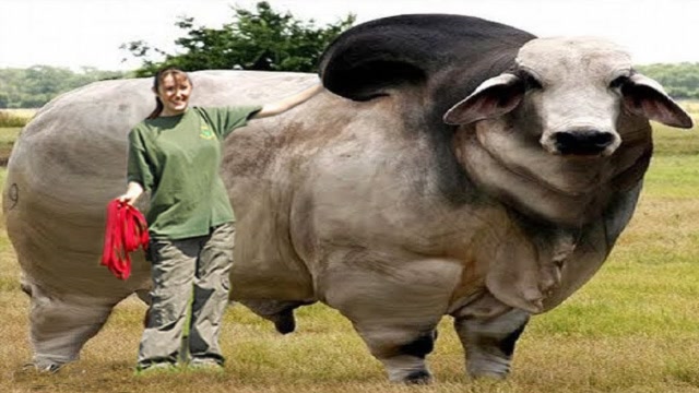 世界上现存最大的牛,孟加拉虎看见都绕道走,最重达1225公斤