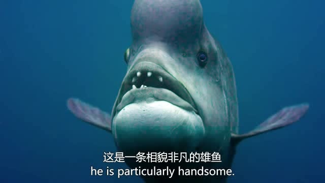 蓝色星球巨型隆头鱼长相真是奇葩而且雌雄体格相差太大了