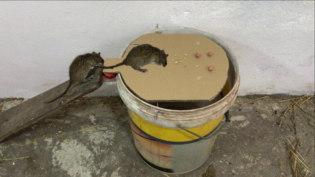 小伙自制捕鼠陷阱,老鼠排队往里钻,比老鼠夹强多了!