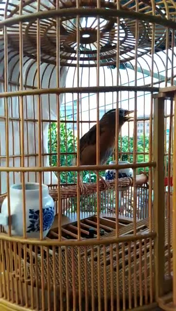 东东画眉鸟套之画眉鸟叫的花样怎么样?