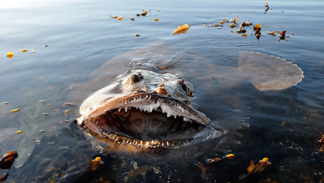 5个恐怖的海洋生物危机重重令人毛骨悚然如果看到赶紧跑