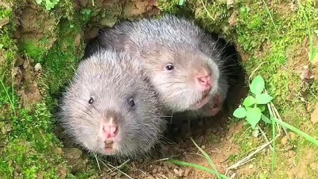 同样是竹鼠你俩占一个洞,人家自己独占一个,这就是胖的好处!