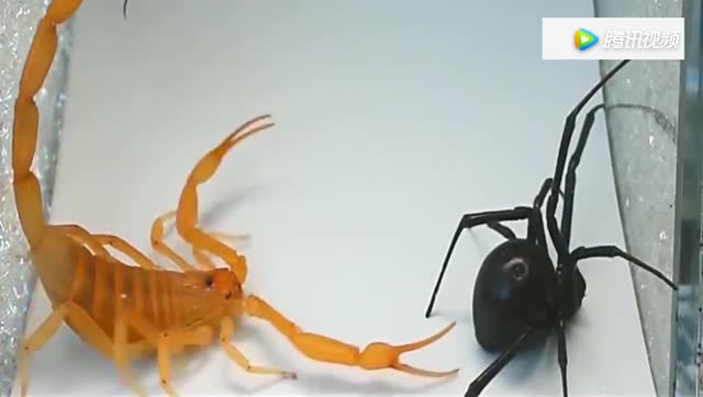 最毒的蜘蛛黑寡妇与最毒的蝎子伊斯列金蝎谁厉害!打斗结果很无奈