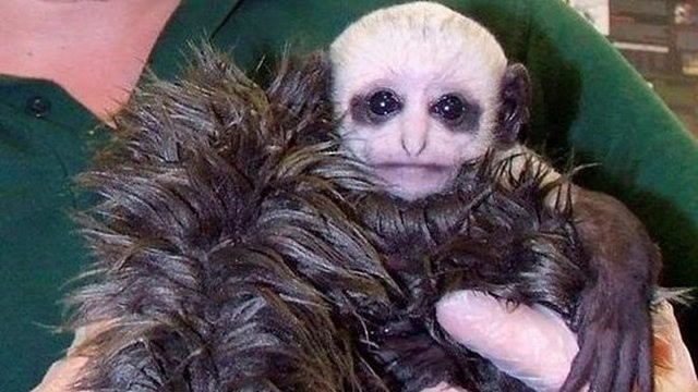 男子深山抓到一只猴子,外形酷似"外星人",专家认为这是变异了