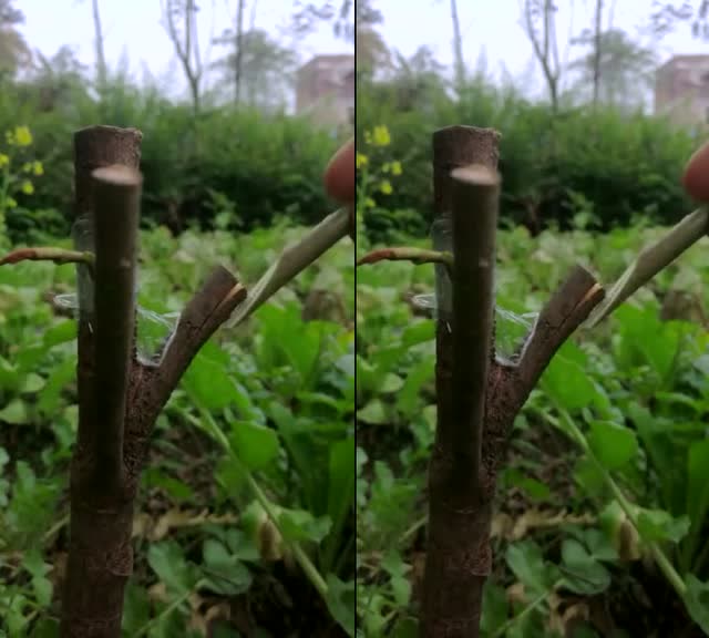 嫁接知识枇杷树的插枝嫁接方法讲解示范学习了
