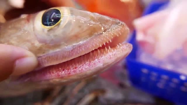 极品海蛇鱼看日本人是怎么吃的,鱼头的摆盘都是艺术!