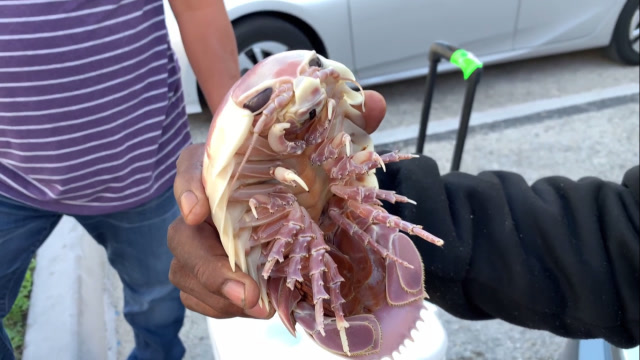 日本大厨制作巨型海虱大餐,成品看着真有食欲