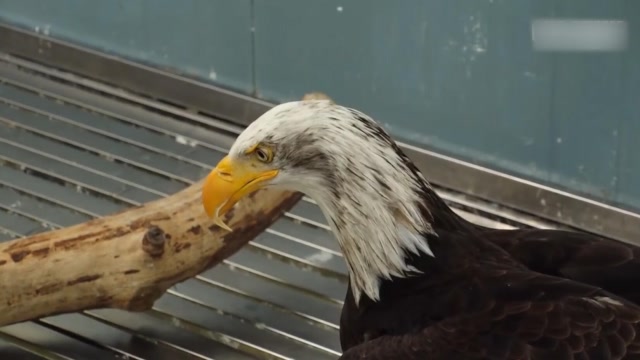 史上最沙雕的老鹰,飞翔猎食样样都不会,快醒醒你可是老鹰啊