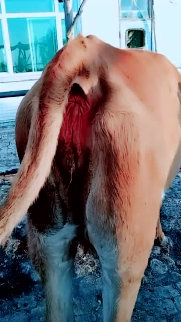 啥样牛是二椅子牛呢