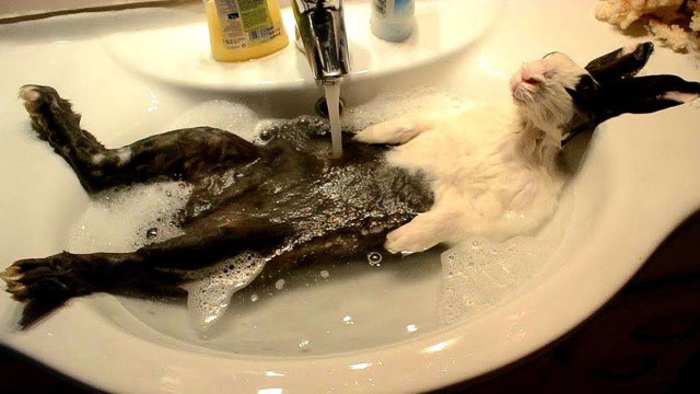 给兔子洗澡洗到一半,中途接了个电话,回来看到兔子"成精"了!