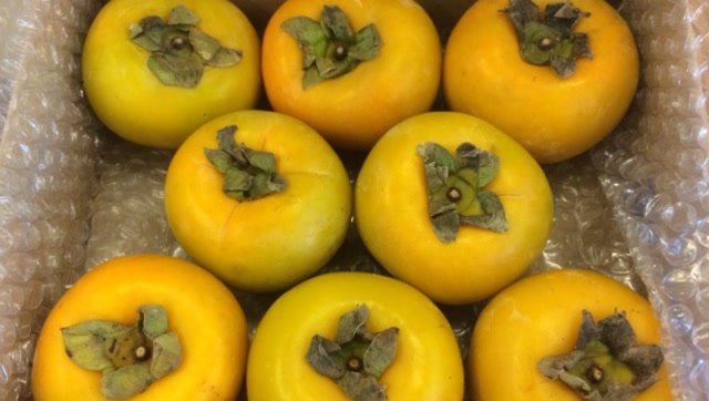 生柿子太涩,教你快速催熟法,3天变香甜