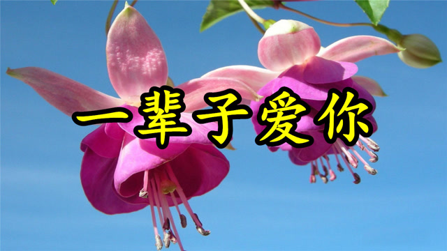 情歌mv:《一辈子爱你》一生一世去珍惜,爱的路上相依相伴