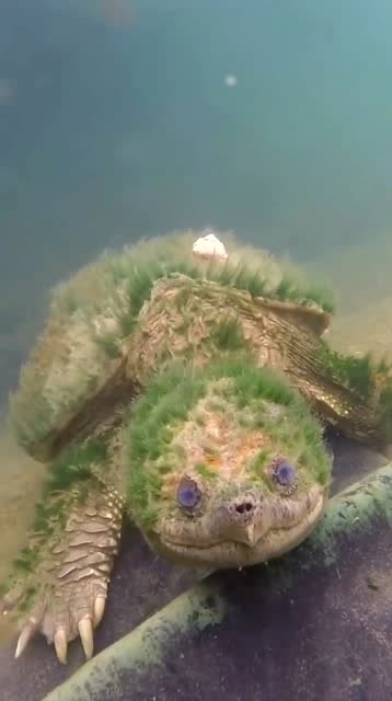 这才是真正的绿头龟,大家伙给起个名吧