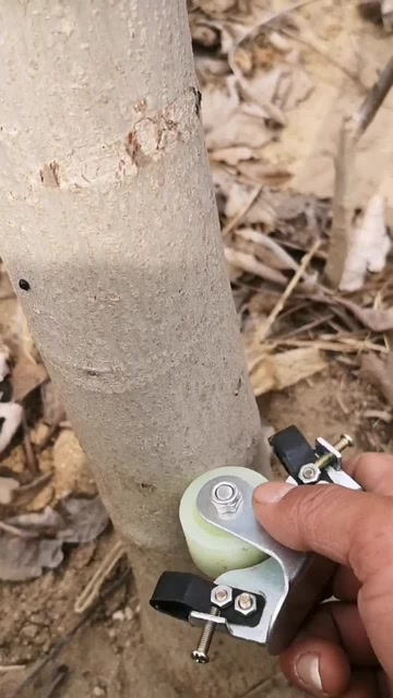 今天给核桃树环割能提高产量好处多多