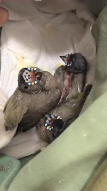 七彩文鸟幼鸟嘴巴最神奇