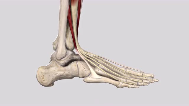 趾长伸肌—功能解剖视频