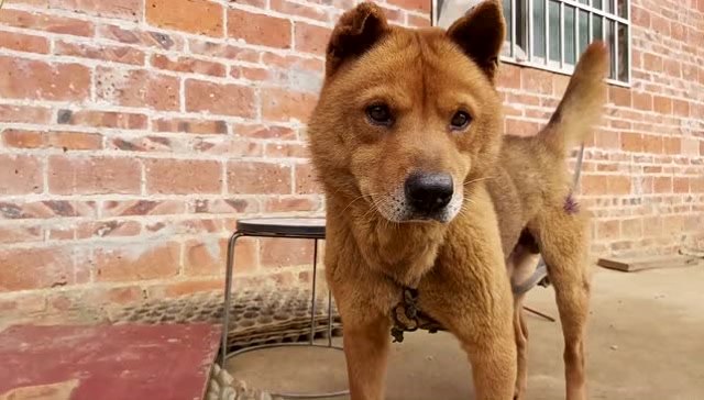 广西极品五短狗大头猫耳身材紧凑真漂亮