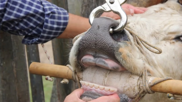 老牛的牙齿磨平了,主人给牛换上假牙,这下老牛又能吃嫩草了