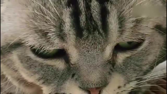 小猫咪困到睁不开眼睛,太可爱了