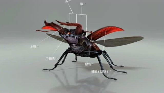生物篇 锹形虫的肌肉是如何工作的 它们的飞行机制以及繁殖方式