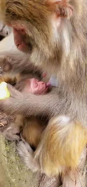 看了小猴子吃奶,母爱的无私,让人感动