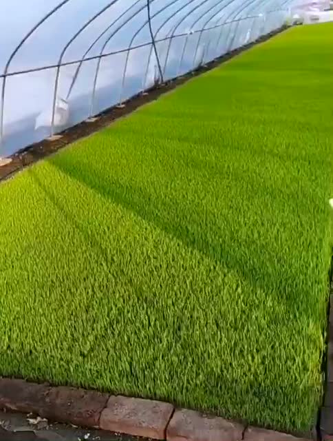 禾美家壮秧剂回访实录