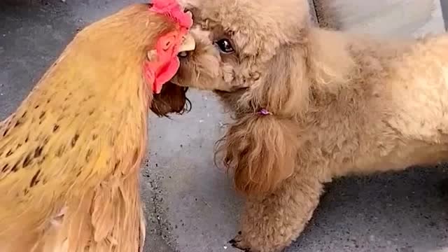 这泰迪可能是单身太久了,竟对我家鸡干出这事来,关键它是一只公鸡啊!