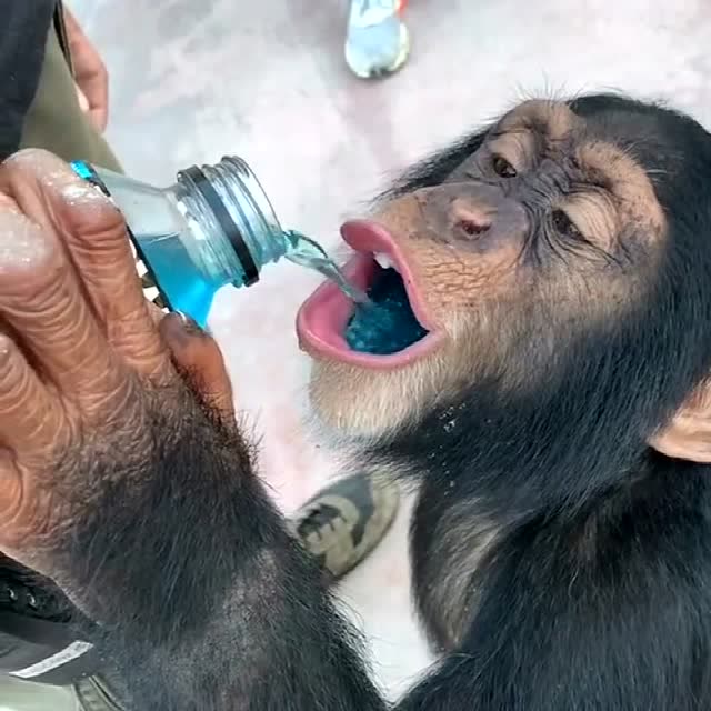 慢镜头下的猴子喝水,看它这样子,估计喝两斤白酒也不在话下