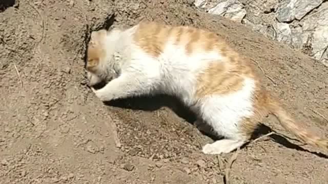 当家里的猫咪在后院发现一个大洞时,这是哪个倒霉