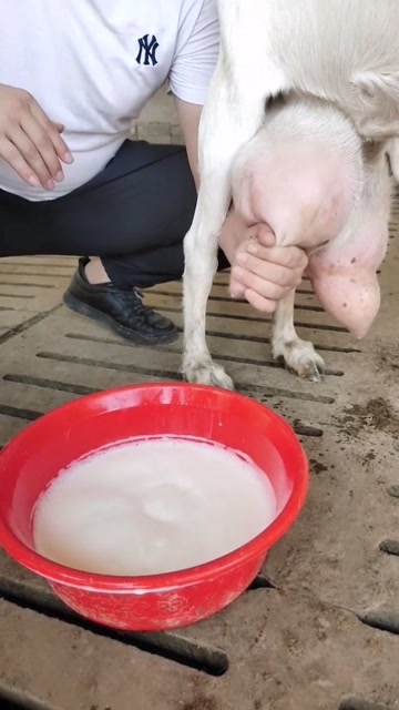 这是一头羊挤出来的奶,这个产量也是很不错的
