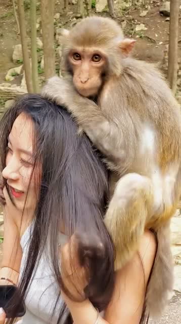 女子郊外游玩,突然一只猴子跳到她身上,美女:你手不要乱摸了!