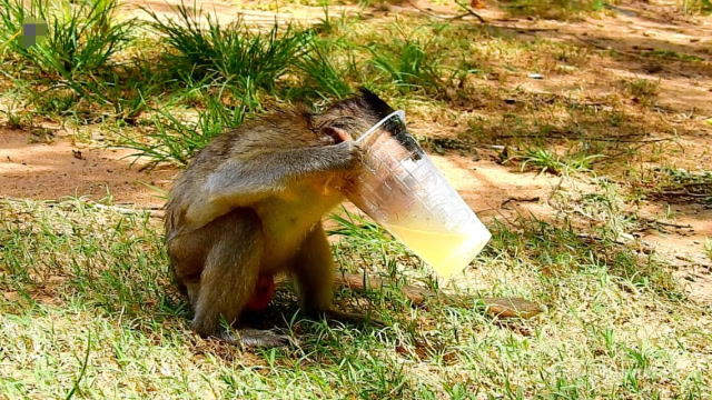 小猴子是如何喝果汁的?它把脑袋卡进去,可惜还是喝不到