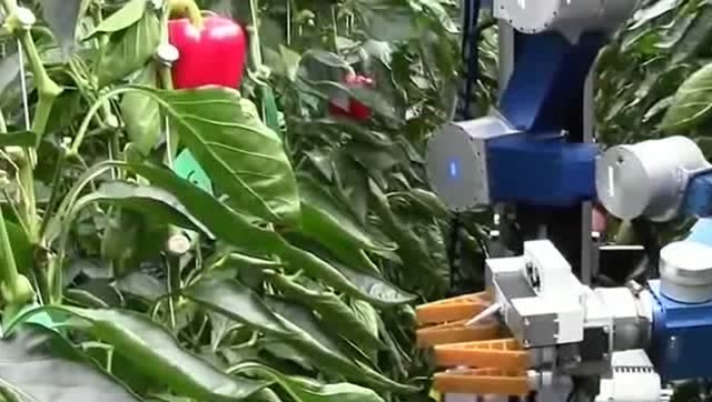 机器人采摘辣椒真是开眼界了现代化机器就是好