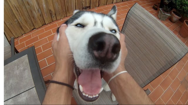 狗子耍赖皮,主人扇了它一巴掌,居然冲主人碰起瓷来了!