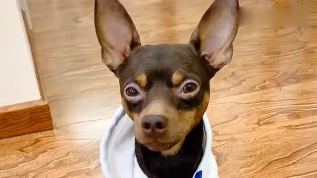 啵啵乐出门不肯穿鞋,还把鞋全藏起来,瞧主人是如何对付它的