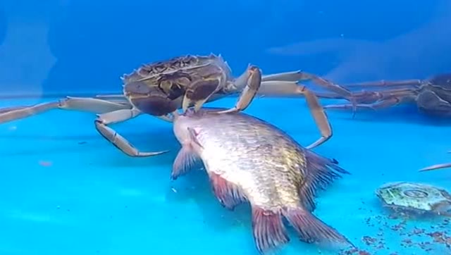 生物链之间生生相克,螃蟹吃鱼,所以螃蟹比鱼贵!